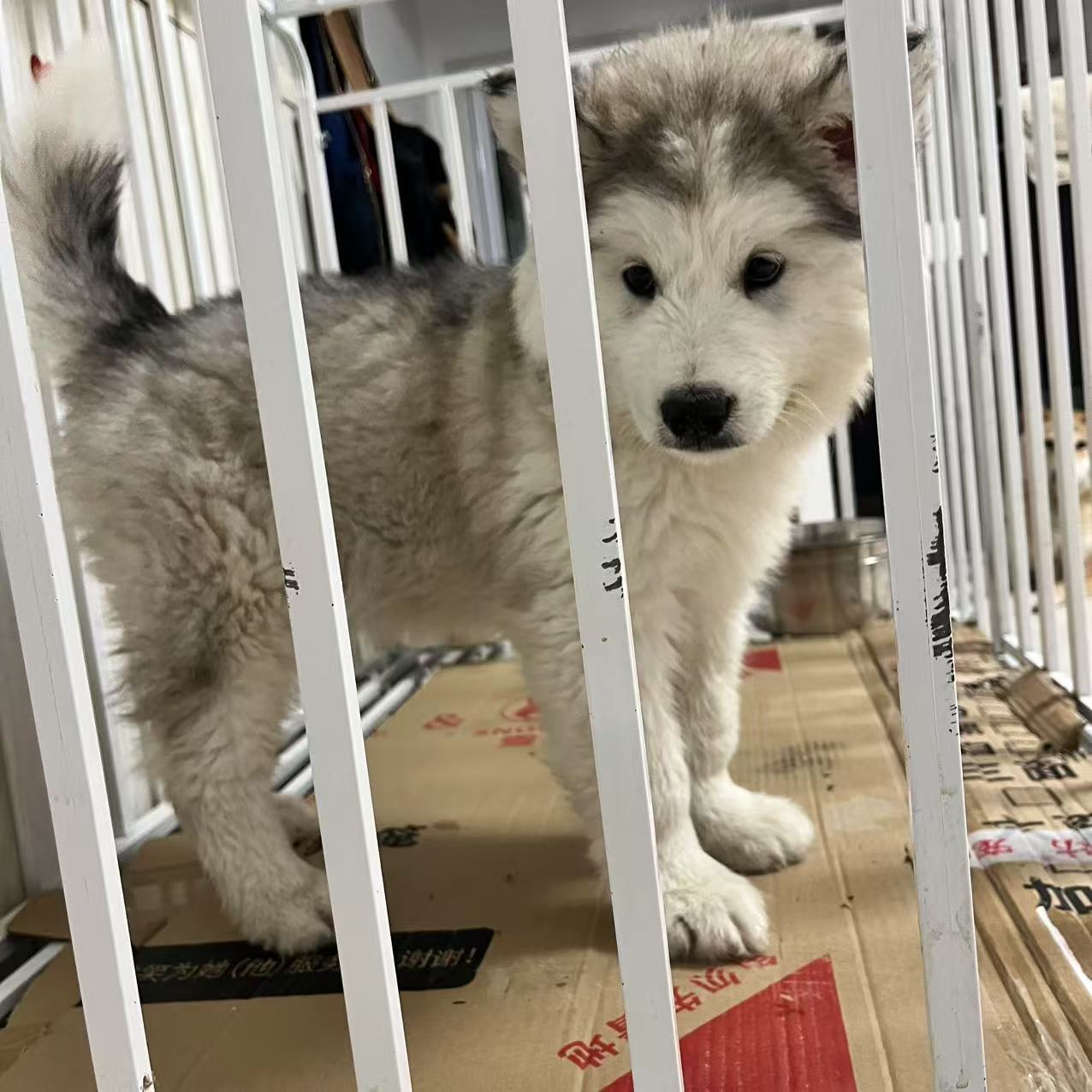 阿拉斯加幼犬
